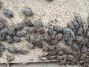 КОРИЧНЕВО-МРАМОРНЫЙ КЛОП