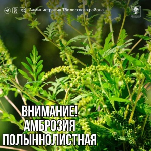 ВНИМАНИЕ! АМБРОЗИЯ!