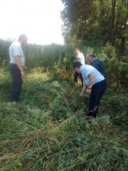 Прошло рейдовое мероприятий по уничтожению дикорастущей конопли