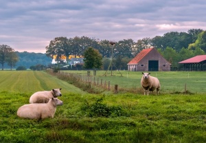 Информация о проведении конкурсного отбора по предоставлению грантовой поддержки на создание овцеводческих ферм