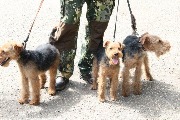 20 мая 2018 года в тбилисском парке культуры и отдыха им. Семикина И.Е. состоялась 57-ая выставка Краснодарская краевая выставка собак охотничьих пород