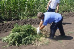 3,5 тысячи кустов конопли уничтожили в станице Ловлинской