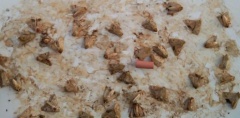 Хлопковая совка