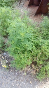 ВНИМАНИЕ – АМБРОЗИЯ ПОЛЫННОЛИСТНАЯ!