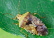 Внимание! Коричнево-мраморный клоп – опасный карантинный вредитель