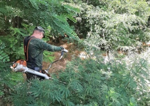 В Тбилисском районе проводятся мероприятия по выявлению и уничтожению наркосодержащей растительности