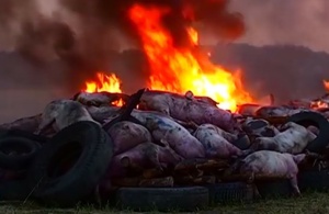 ВНИМАНИЕ! АФРИКАНСКАЯ ЧУМА СВИНЕЙ