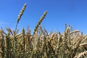 9 июня 2016 года в Тбилисском районе состоялся смотр культуры земледелия