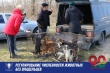 Продолжается работа по регулированию численности животных без владельцев