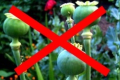 Всероссийская оперативно-профилактическая операция  «Мак-2023»