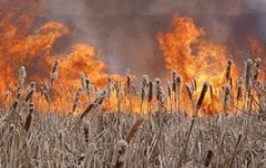 В крае возросло количество природных пожаров