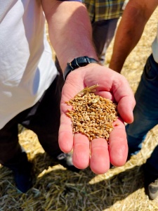 Уборка ячменя завершена, начата уборка пшеницы