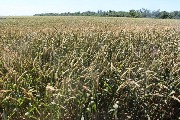 9 июня 2016 года в Тбилисском районе состоялся смотр культуры земледелия