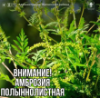 ВНИМАНИЕ! АМБРОЗИЯ!