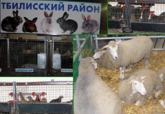 Развитие сельскохозяйственной кооперации в муниципальном образовании Тбилисский район