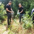 В Тбилисском районе прошел рейд по уничтожению дикорастущей конопли