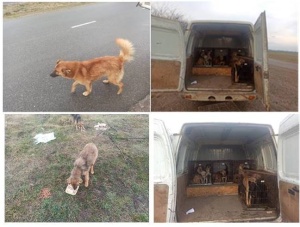 Продолжается работа по регулированию численности животных без владельцев