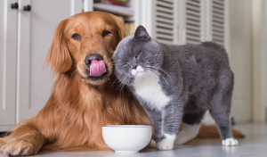 Ответственно относитесь к животным!