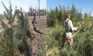 Проведен мониторинг произрастания наркосодержащей растительности