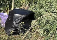 Полицейские задержали подозреваемого в незаконном культивировании наркосодержащих растений