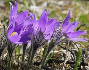 О проведении мероприятия «Первоцветы»