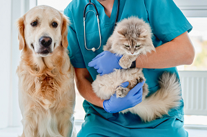 Потребителю на заметку. Платные ветеринарные услуги