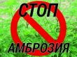Внимание! Амброзия опасный карантинный сорняк!