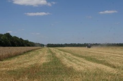 Крестьянско-фермерские хозяйства Тбилисского района убирают озимую пшеницу