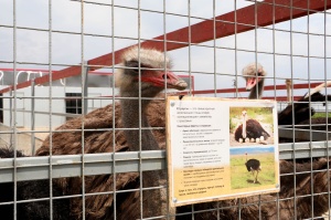В Тбилисском районе открылась страусиная ферма