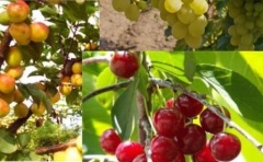 Информация для малых форм хозяйствования (МФХ) Тбилисского района