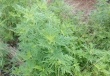 ВНИМАНИЕ – АМБРОЗИЯ ПОЛЫННОЛИСТНАЯ!