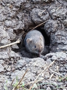 Мышевидные грызуны