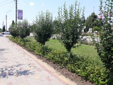 Продолжаются работы по наведению санитарного порядка