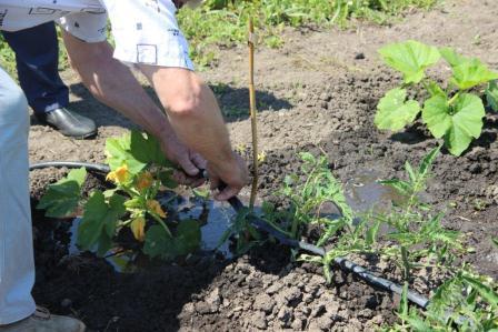 На приусадебном участке жителя