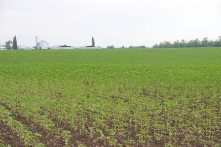 Глава Тбилисского района провел смотр культуры земледелия