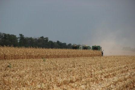 Тбилисские аграрии убирают урожай сахарной свеклы, кукурузы на зерно, подсолнечника и сои