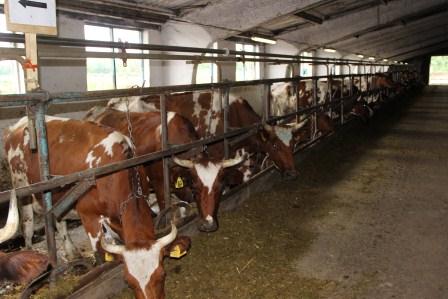 В Тбилисском районе состоялся первый смотр животноводческих ферм