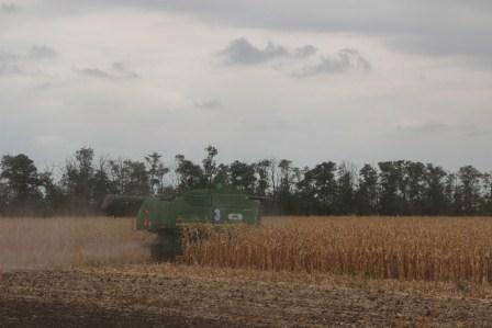 Тбилисские аграрии убирают урожай сахарной свеклы, кукурузы на зерно, подсолнечника и сои