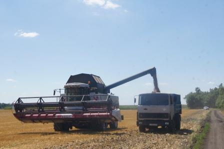 Крестьянско-фермерские хозяйства Тбилисского района убирают озимую пшеницу