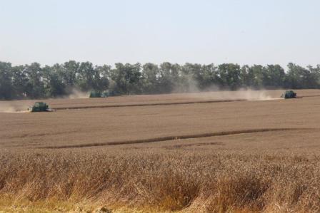 Глава Тбилисского района ознакомился с ходом уборки кубанского "золота