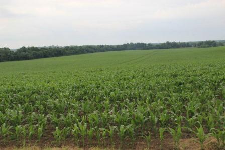 Глава Тбилисского района провел смотр культуры земледелия