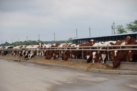 В Тбилисском районе состоялся первый смотр животноводческих ферм
