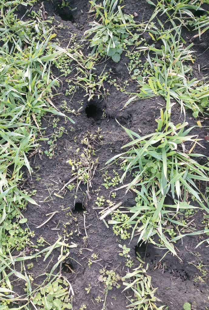 Мышевидные грызуны Мышевидные грызуны