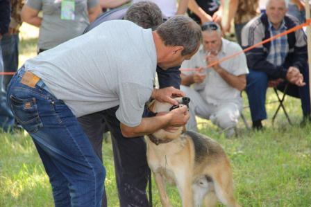 В Тбилисском районе прошла краевая выставка охотничьих собак