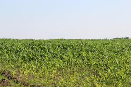 Глава Тбилисского района провел смотр культуры земледелия