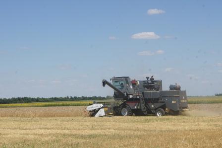 Крестьянско-фермерские хозяйства Тбилисского района убирают озимую пшеницу