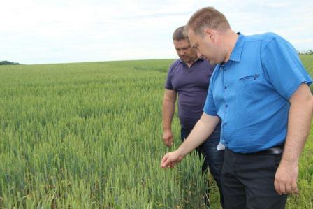 Глава Тбилисского района провел смотр культуры земледелия