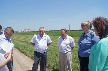 Тбилисскому району дали положительную оценку в борьбе с амброзией