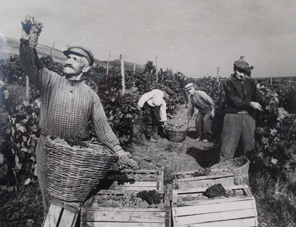 Сведения об отдельных отраслях хозяйства Кубанской области 