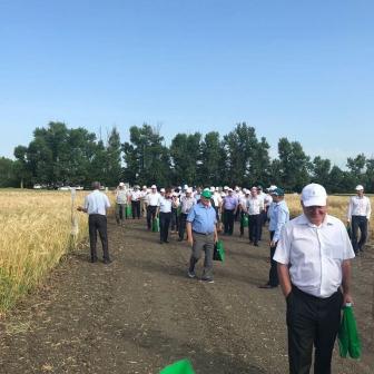 Кубанским аграриям предстоит собрать урожай зерновых на площади 3,5 млн гектаров Кубанским аграриям предстоит собрать урожай зерновых на площади 3,5 млн гектаров